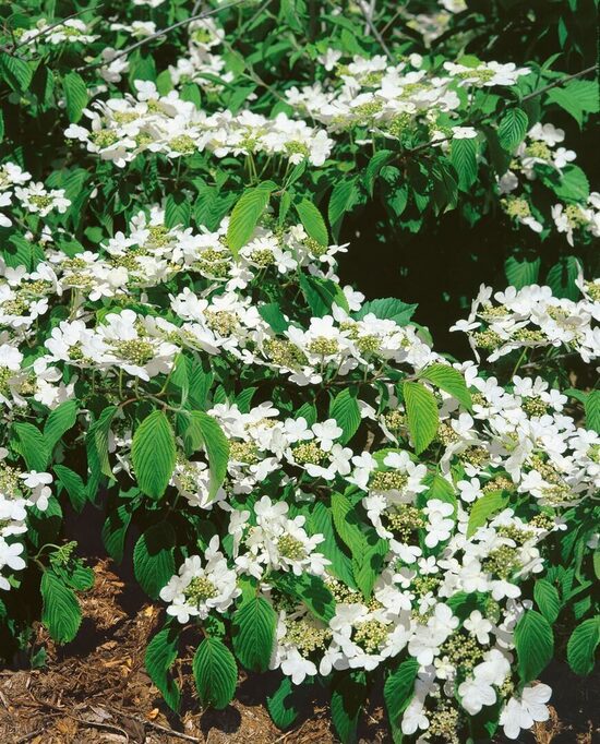 Viburnum plicatum St Keverne